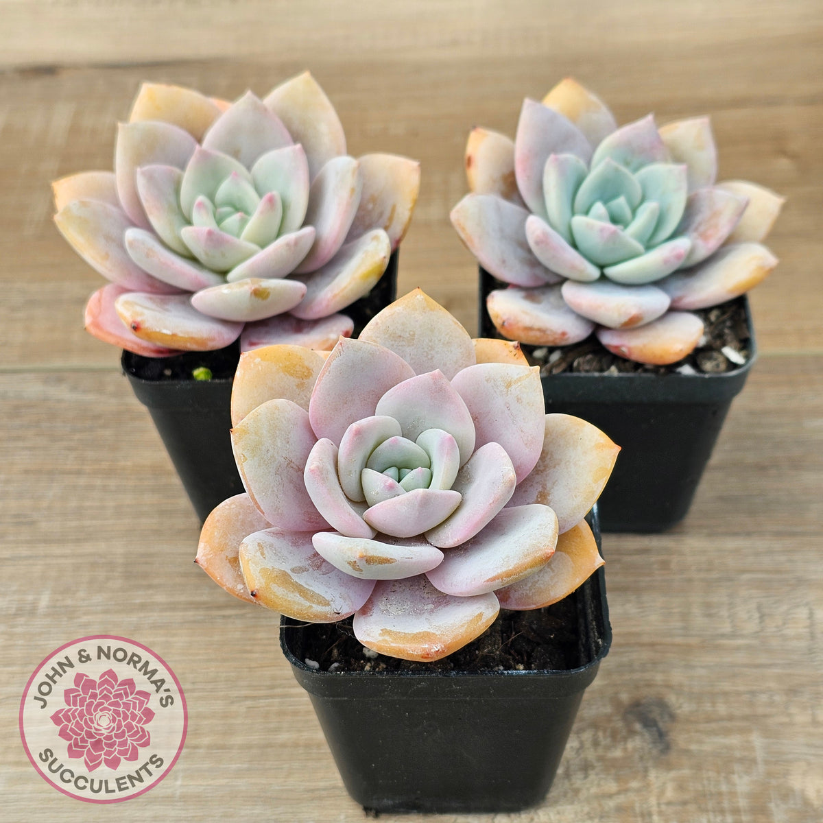 Echeveria 'Pink Laui'