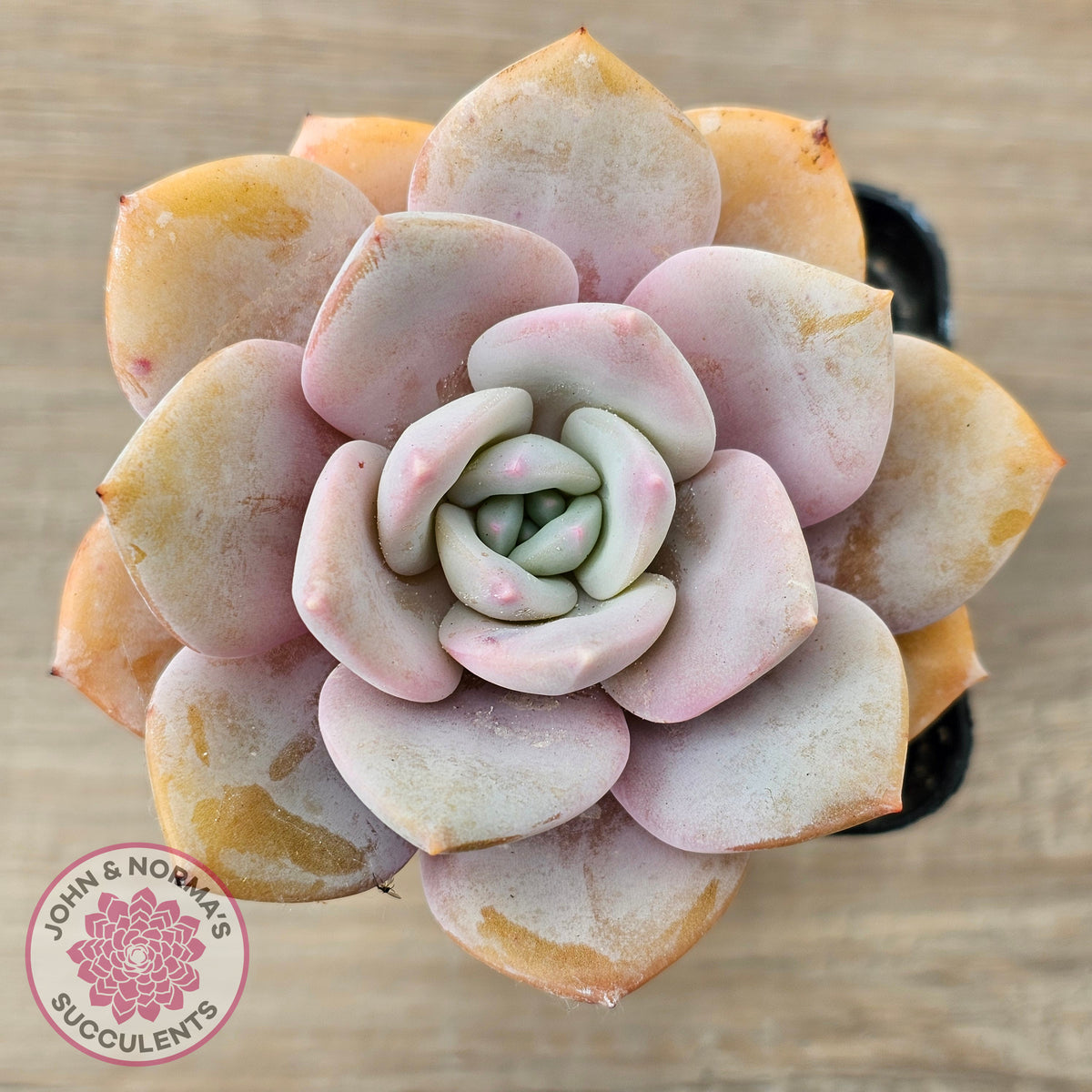 Echeveria 'Pink Laui'