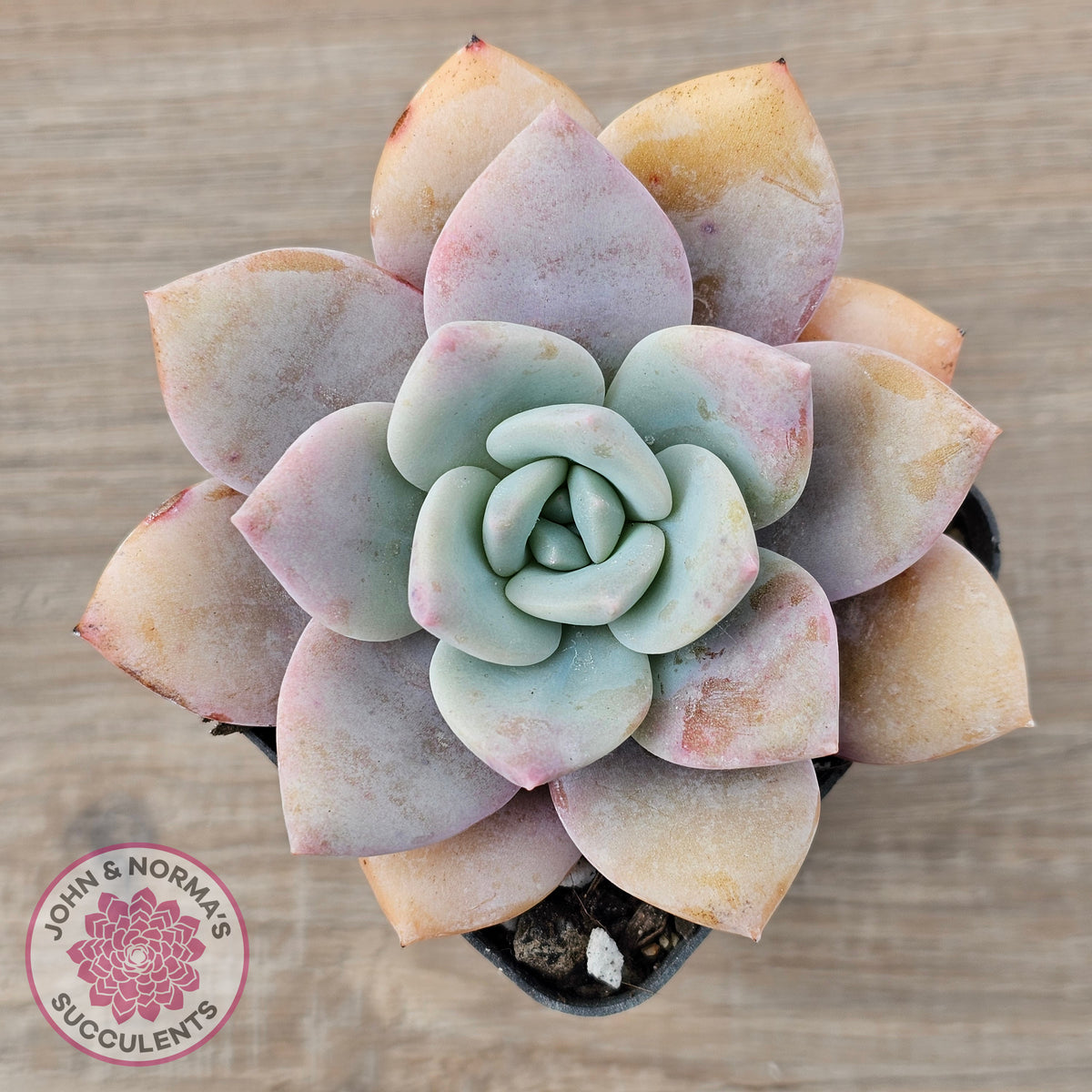 Echeveria 'Pink Laui'