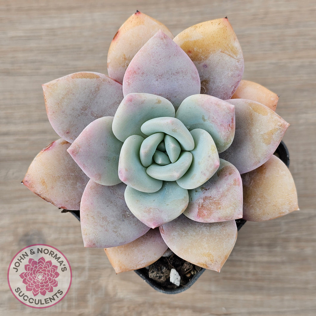 Echeveria 'Pink Laui'