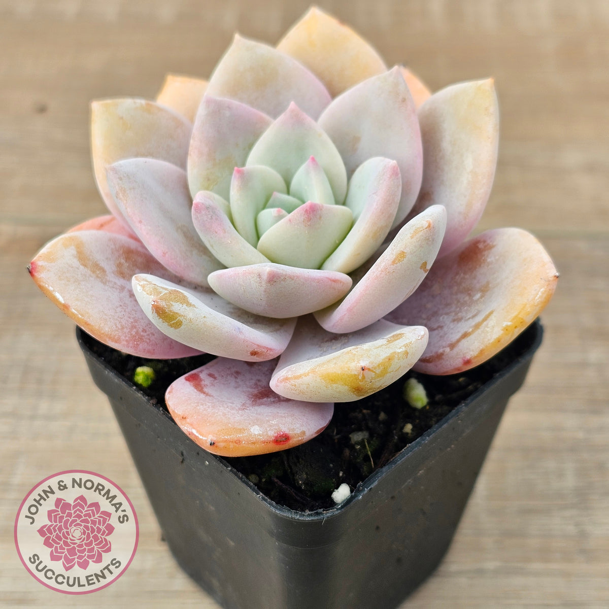 Echeveria 'Pink Laui'