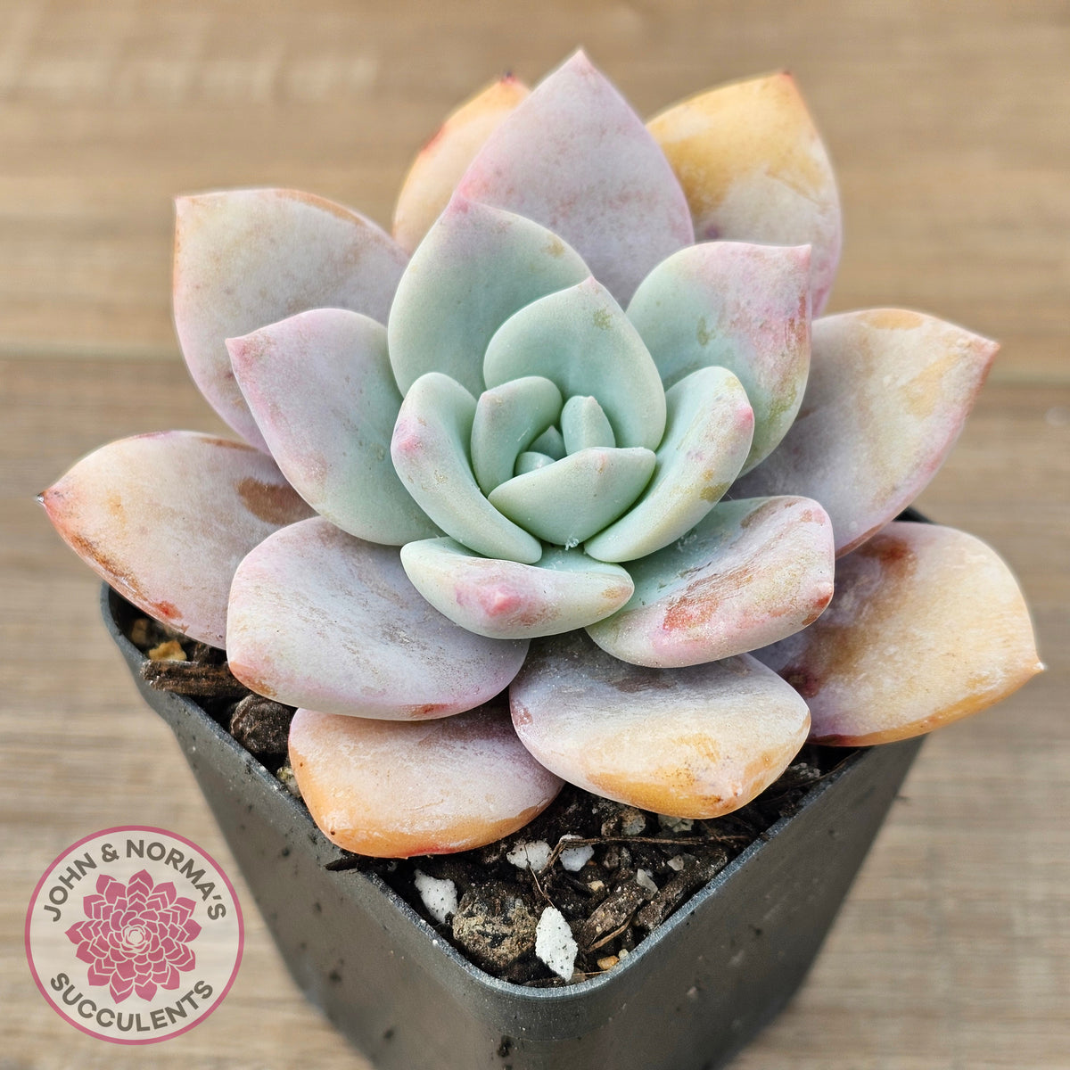 Echeveria 'Pink Laui'