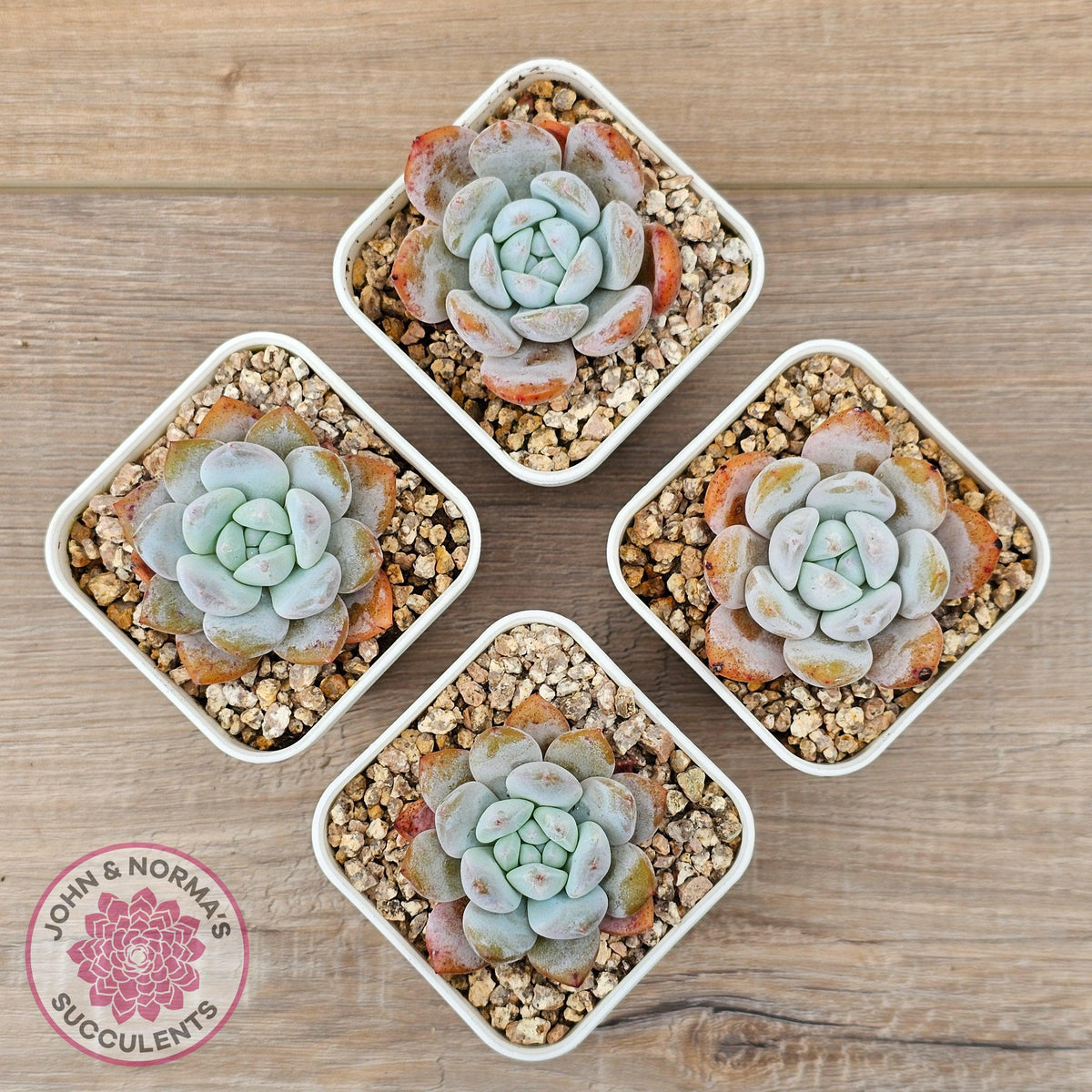 Echeveria 'Pink Lover'