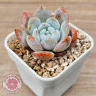 Echeveria 'Pink Lover'