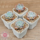 Echeveria 'Pink Lover'