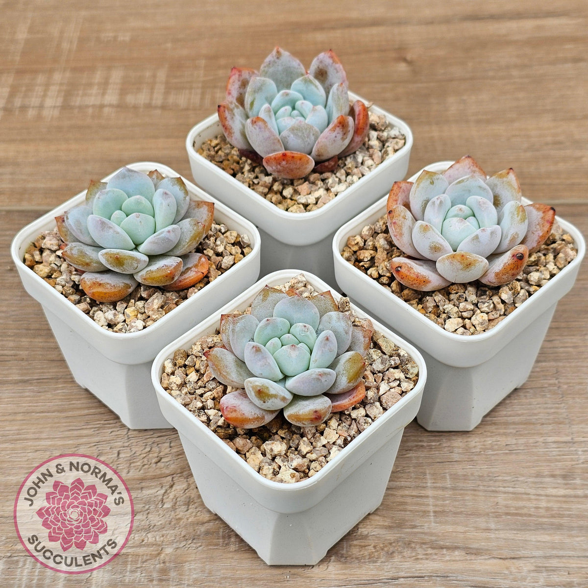 Echeveria 'Pink Lover'
