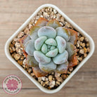 Echeveria 'Pink Lover'