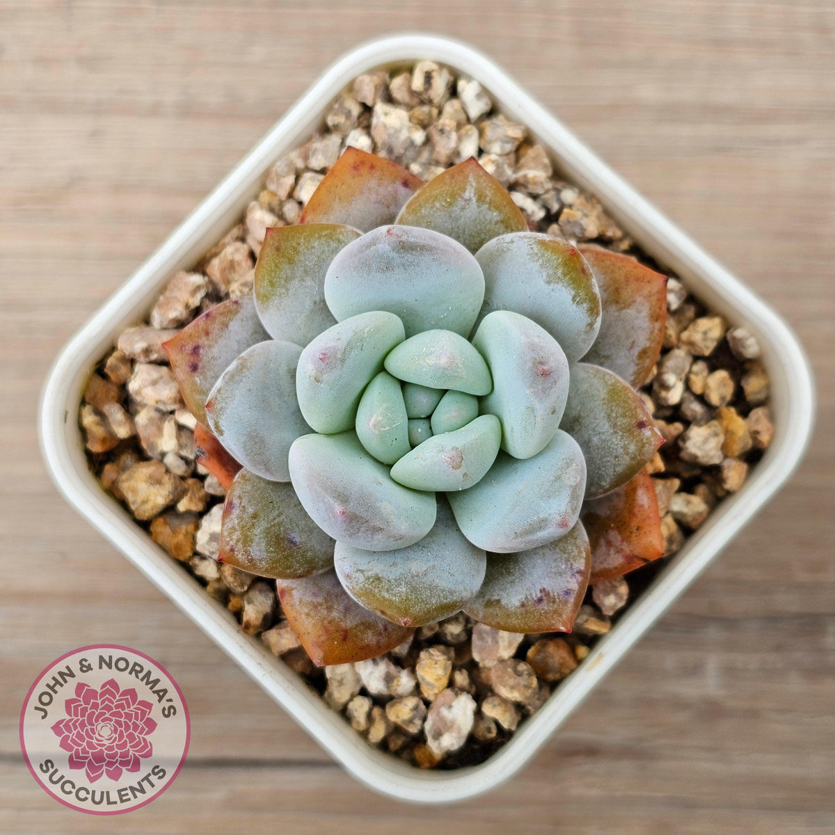 Echeveria 'Pink Lover'