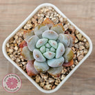 Echeveria 'Pink Lover'