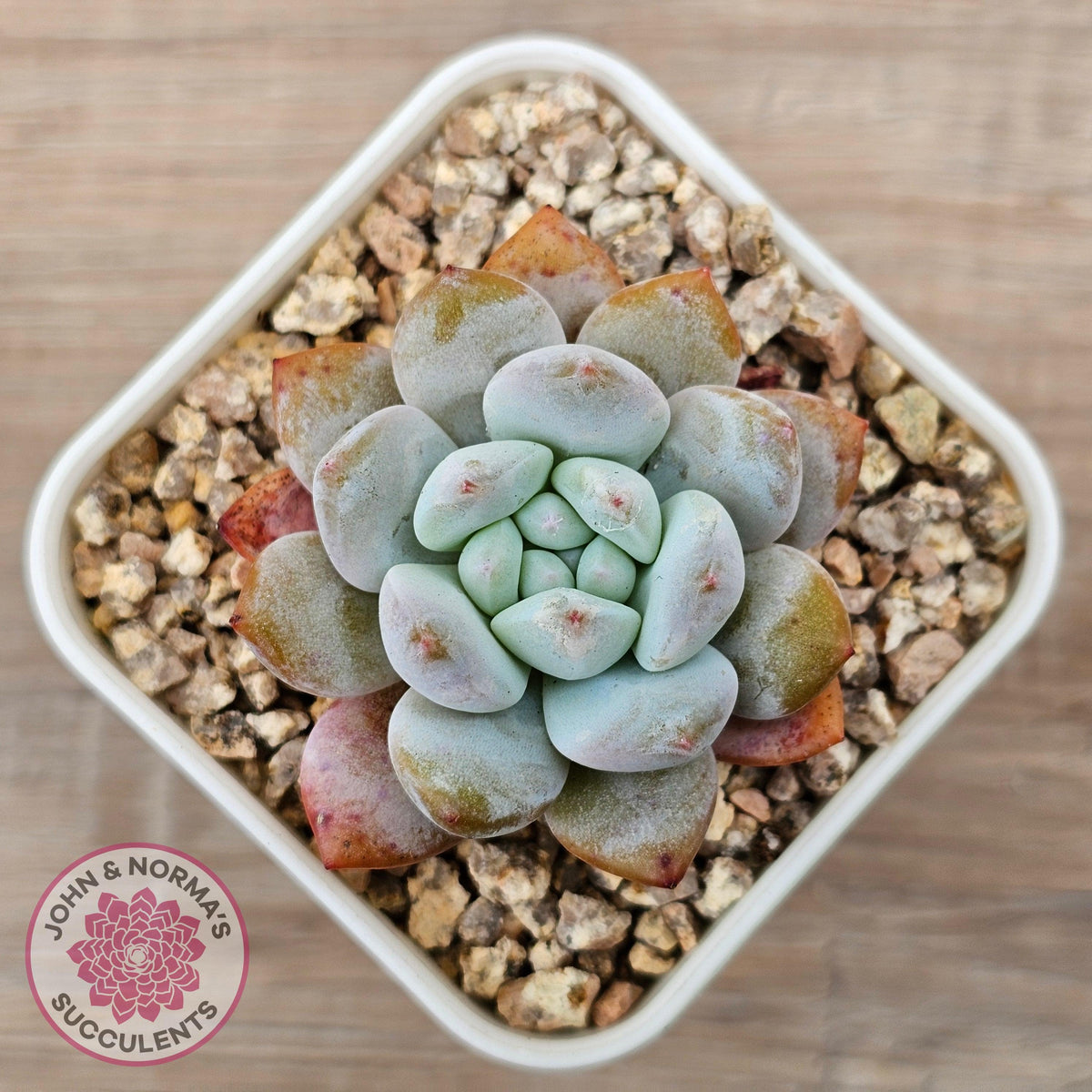Echeveria 'Pink Lover'