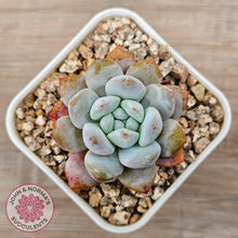 Load image into Gallery viewer, Echeveria &#39;Pink Lover&#39; - John &amp; Norma&#39;s Succulents Australia
