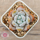 Echeveria 'Pink Lover'