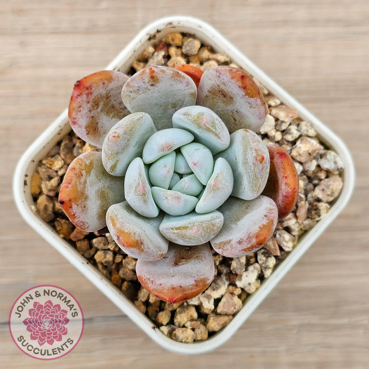 Echeveria 'Pink Lover'