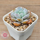 Echeveria 'Pink Lover'