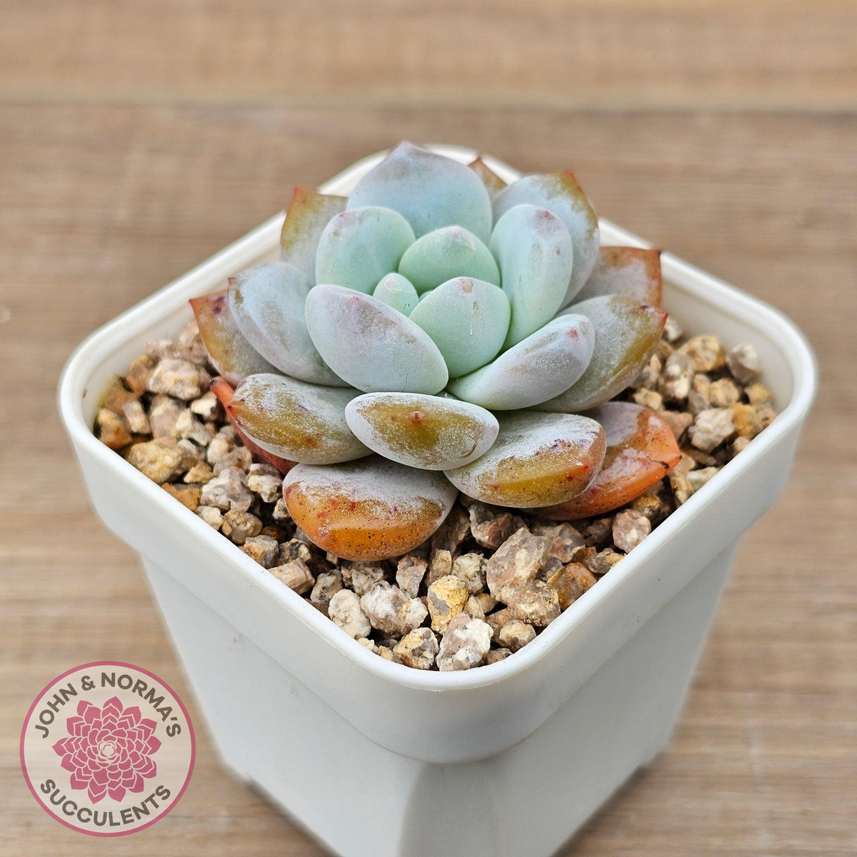 Echeveria 'Pink Lover'