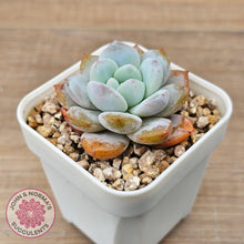 Load image into Gallery viewer, Echeveria &#39;Pink Lover&#39; - John &amp; Norma&#39;s Succulents Australia
