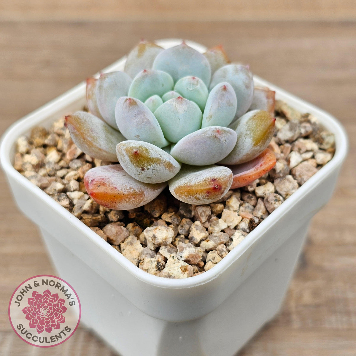 Echeveria 'Pink Lover'