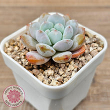 Load image into Gallery viewer, Echeveria &#39;Pink Lover&#39; - John &amp; Norma&#39;s Succulents Australia
