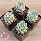Echeveria 'Pink Smoothie'