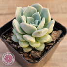 Echeveria 'Pink Smoothie'