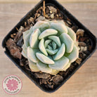 Echeveria 'Pink Smoothie'