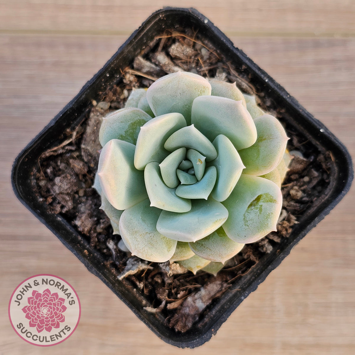 Echeveria 'Pink Smoothie'