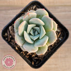 Echeveria 'Pink Smoothie'