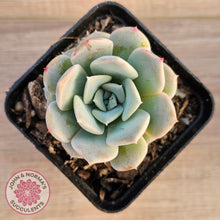 Load image into Gallery viewer, Echeveria &#39;Pink Smoothie&#39;
