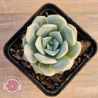 Echeveria 'Pink Smoothie'