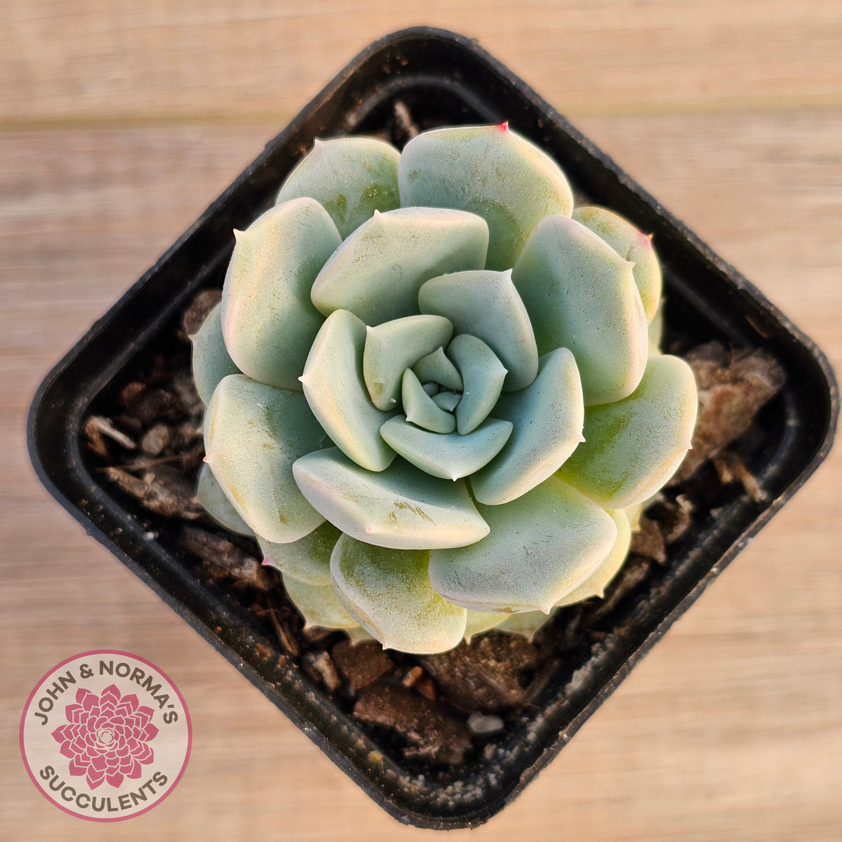 Echeveria 'Pink Smoothie'