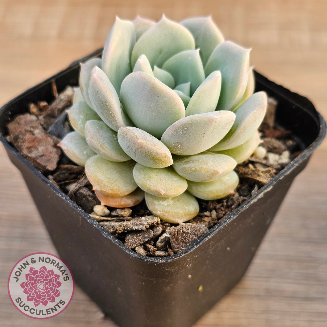 Echeveria 'Pink Smoothie'