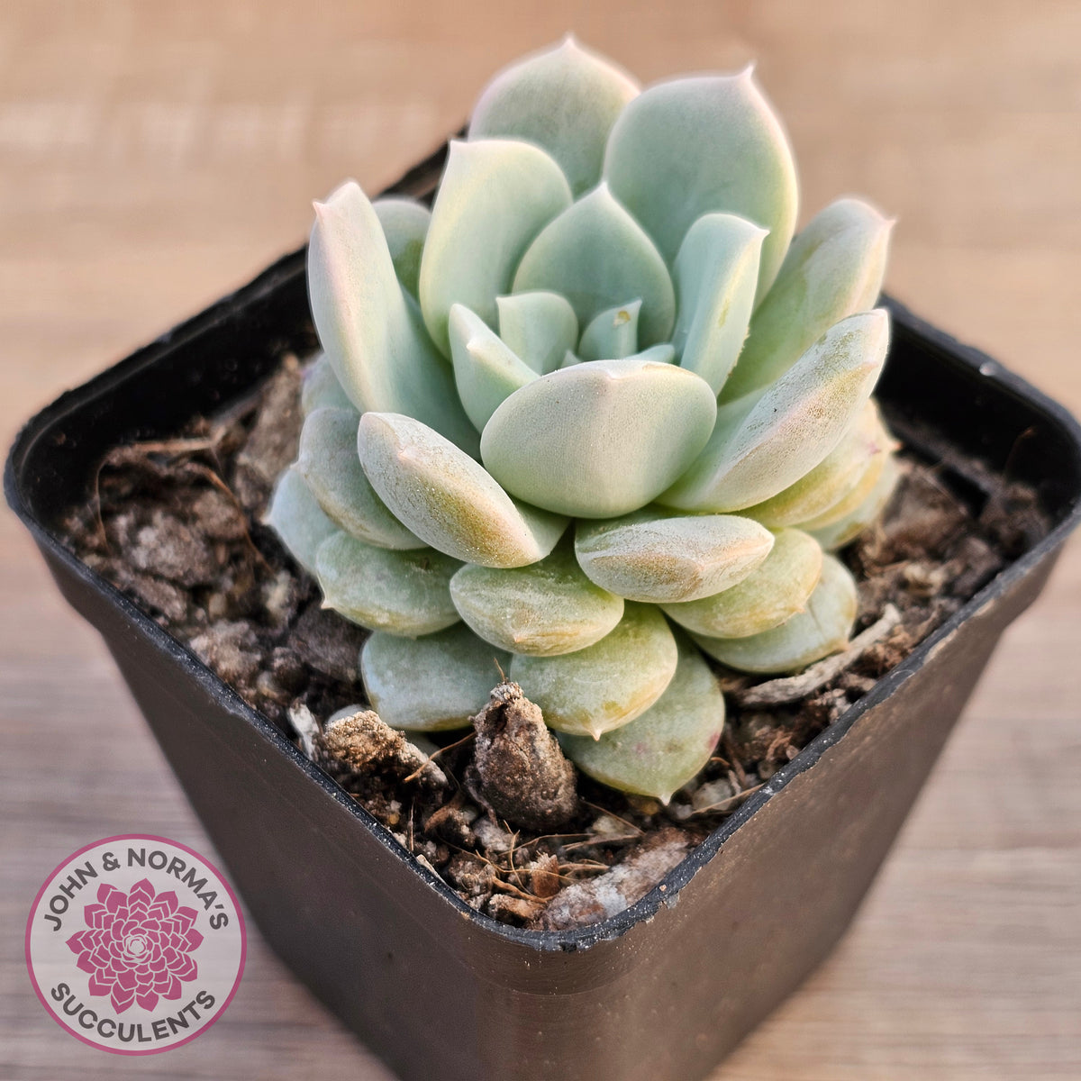 Echeveria 'Pink Smoothie'