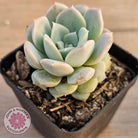 Echeveria 'Pink Smoothie'