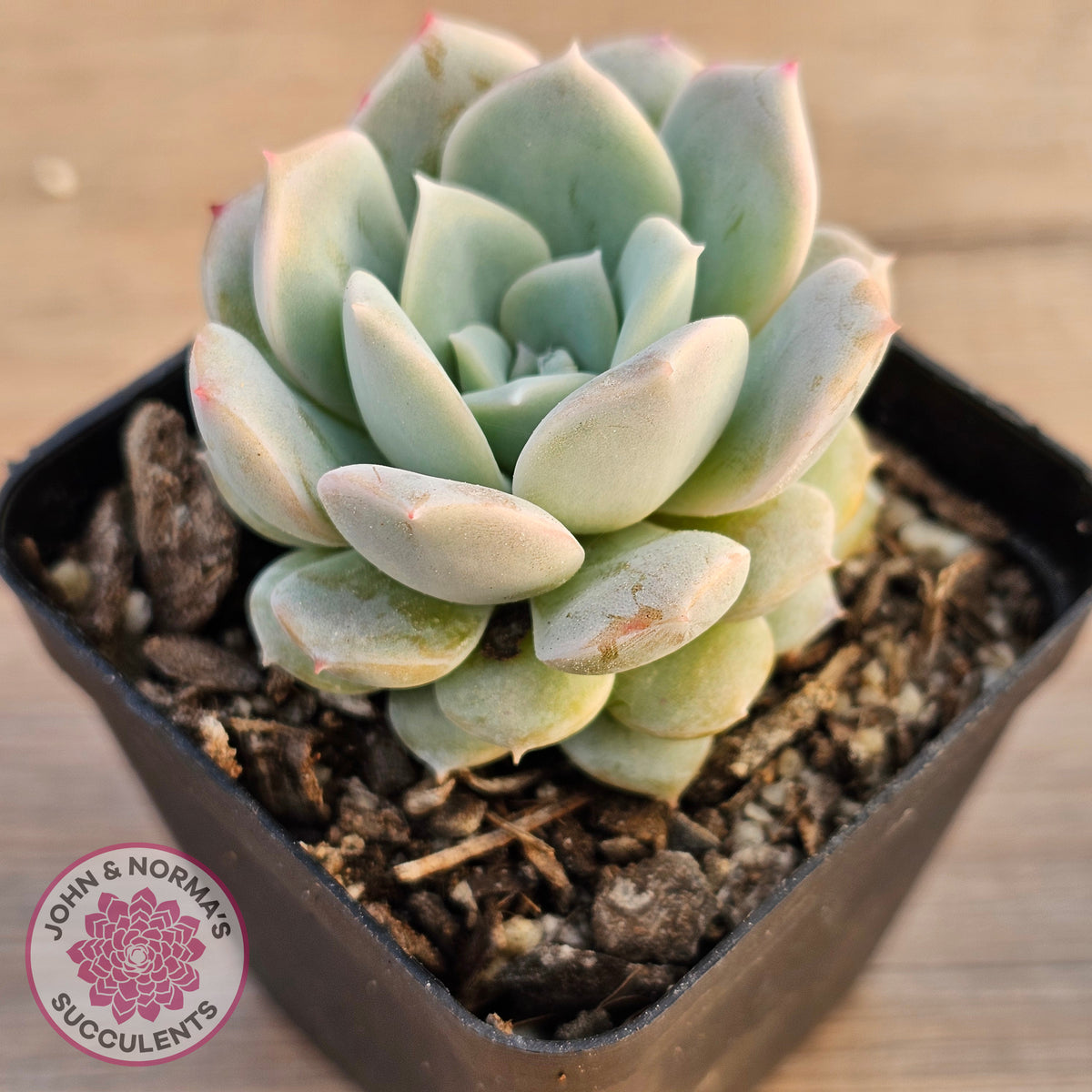 Echeveria 'Pink Smoothie'