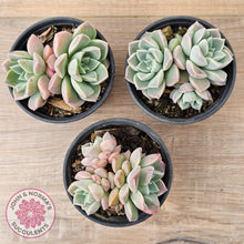 Load image into Gallery viewer, Echeveria &#39;Pink Star&#39;
