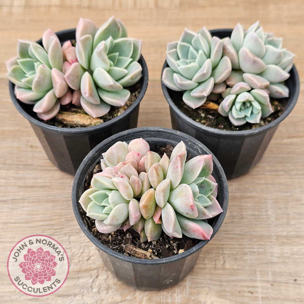 Echeveria 'Pink Star'