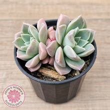 Load image into Gallery viewer, Echeveria &#39;Pink Star&#39;
