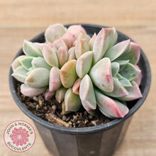 Load image into Gallery viewer, Echeveria &#39;Pink Star&#39;
