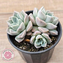 Load image into Gallery viewer, Echeveria &#39;Pink Star&#39;
