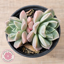 Load image into Gallery viewer, Echeveria &#39;Pink Star&#39;
