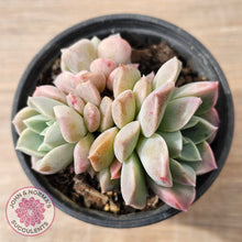 Load image into Gallery viewer, Echeveria &#39;Pink Star&#39;
