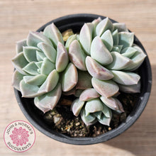 Load image into Gallery viewer, Echeveria &#39;Pink Star&#39;
