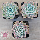 Echeveria 'Pink Star'