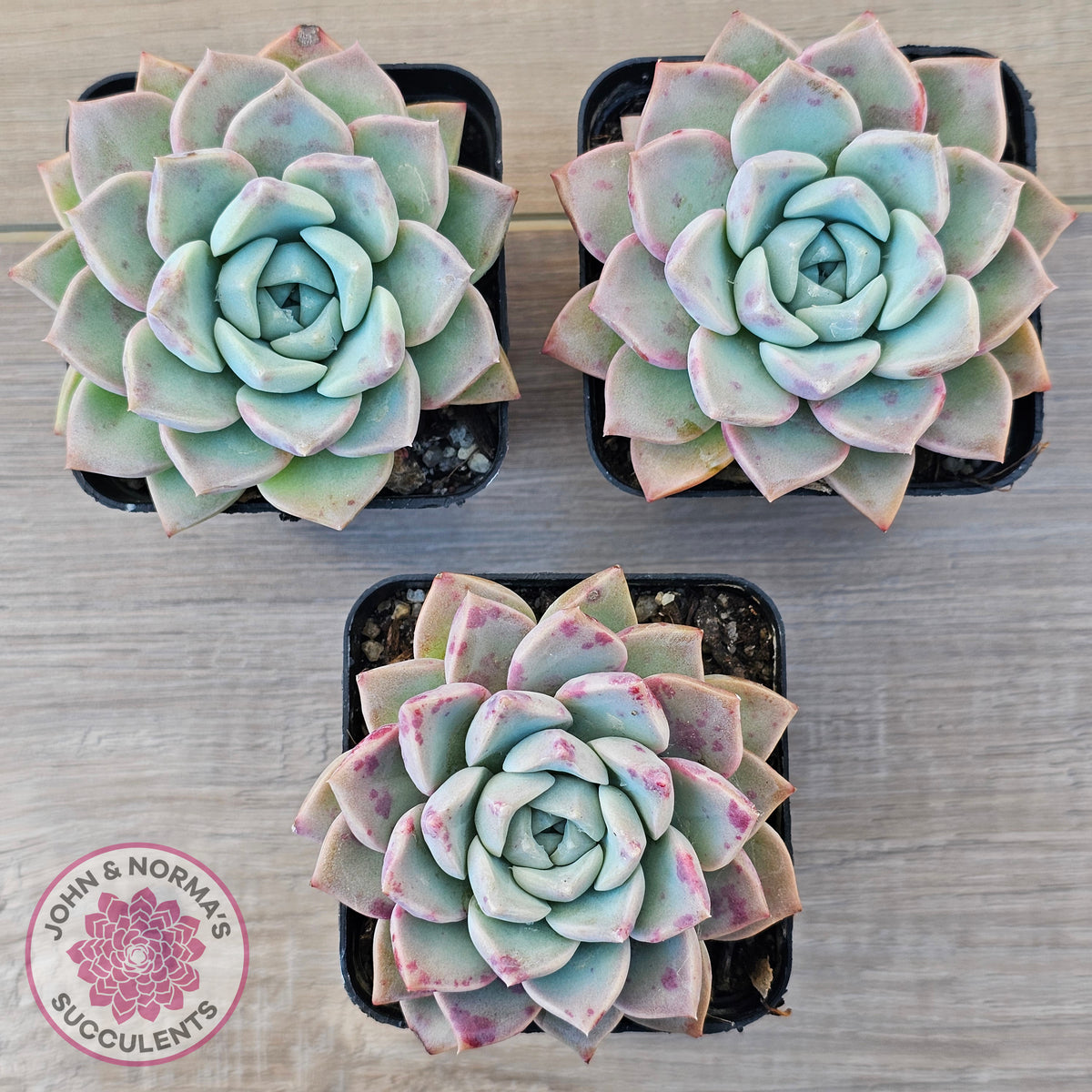 Echeveria 'Pink Star'