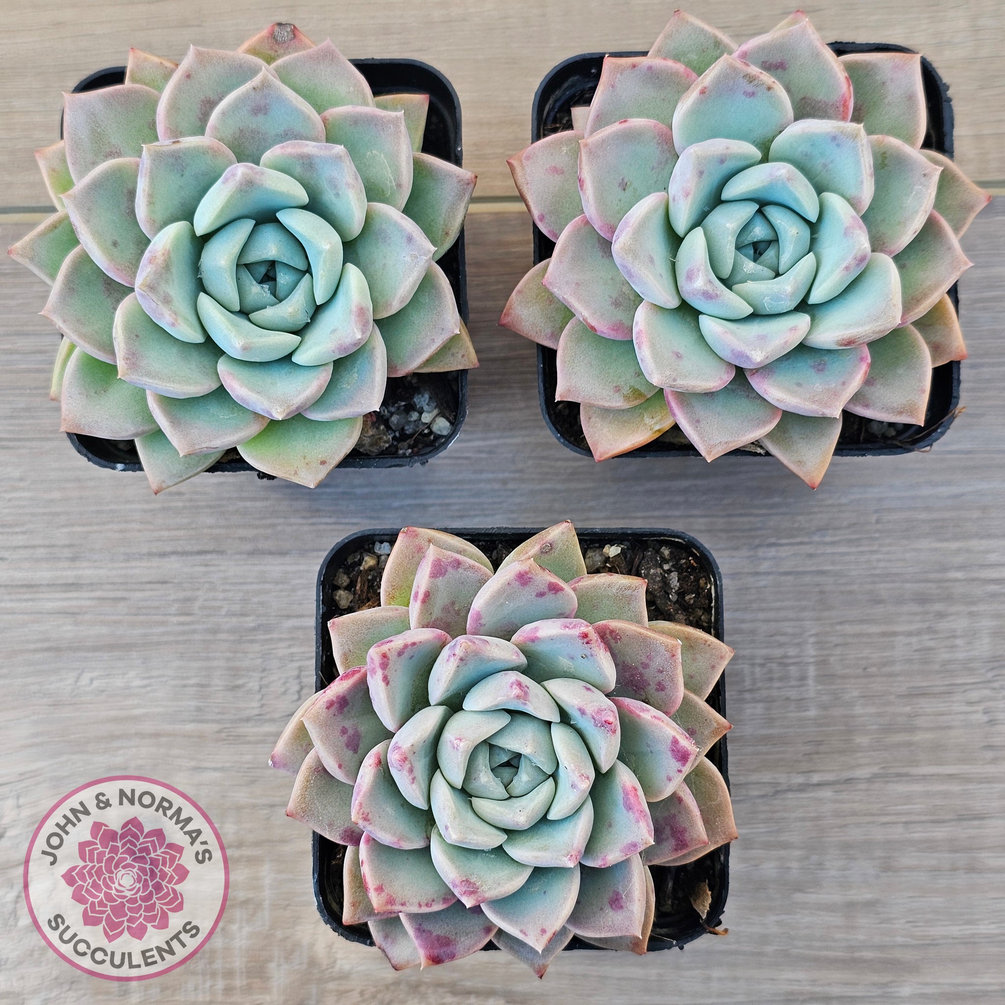 pink star succulent Buy Echeveria 'Pink Star' Australia