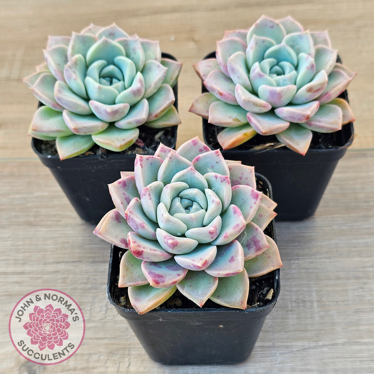 Echeveria 'Pink Star'