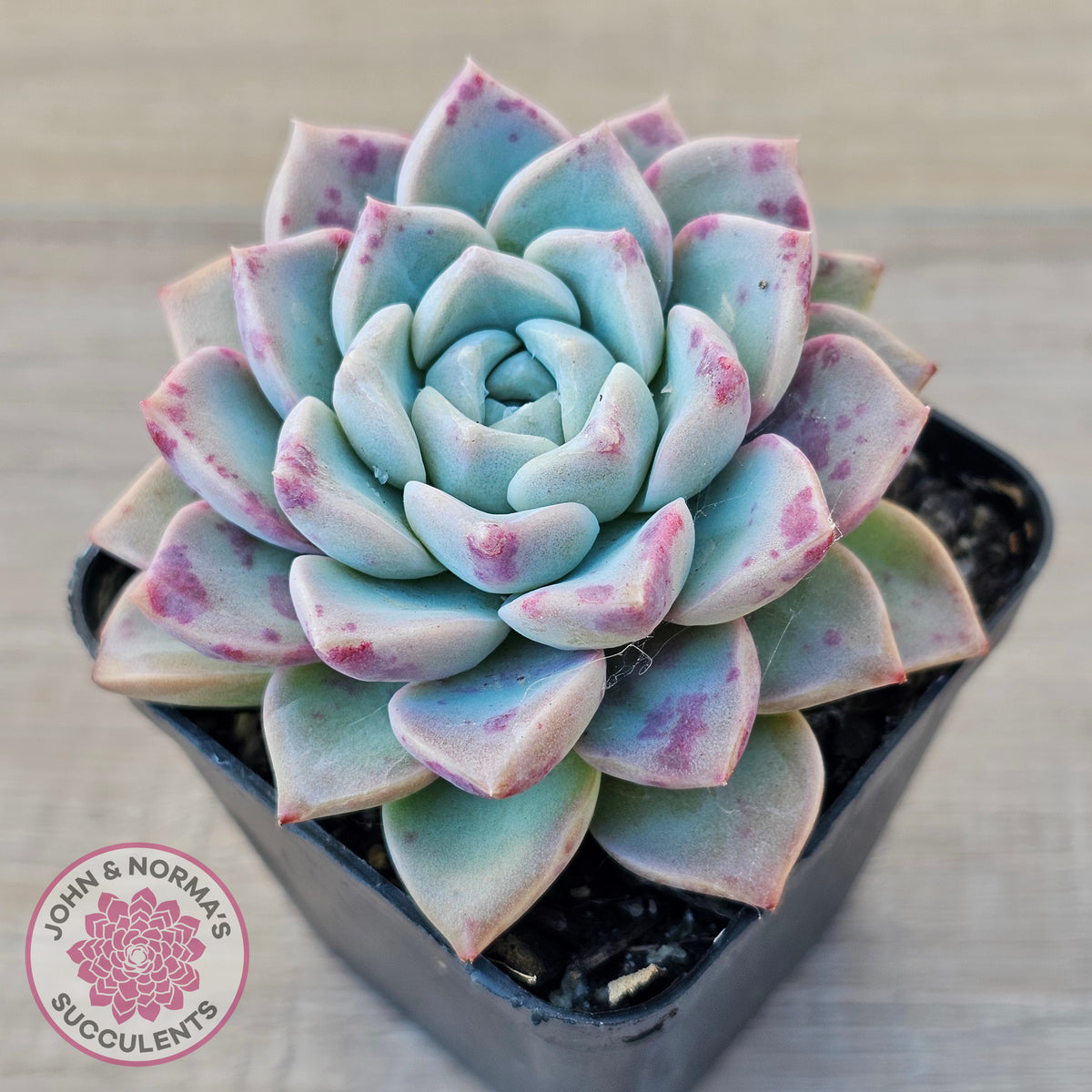 Echeveria 'Pink Star'
