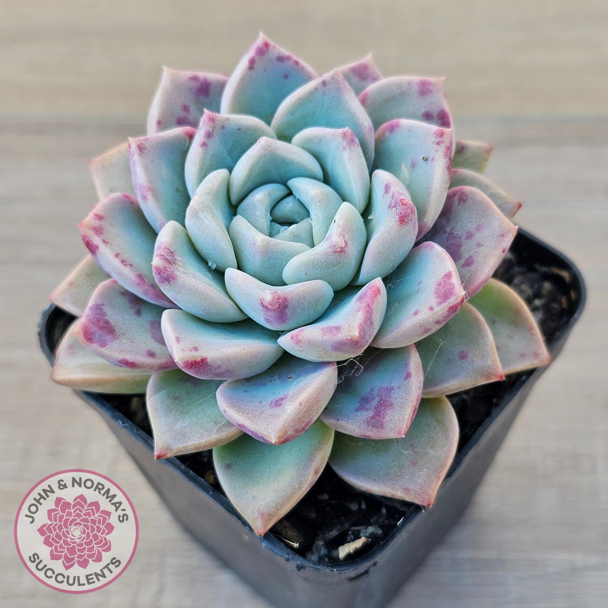 pink and blue succulents Buy Echeveria 'Pink Star' Australia
