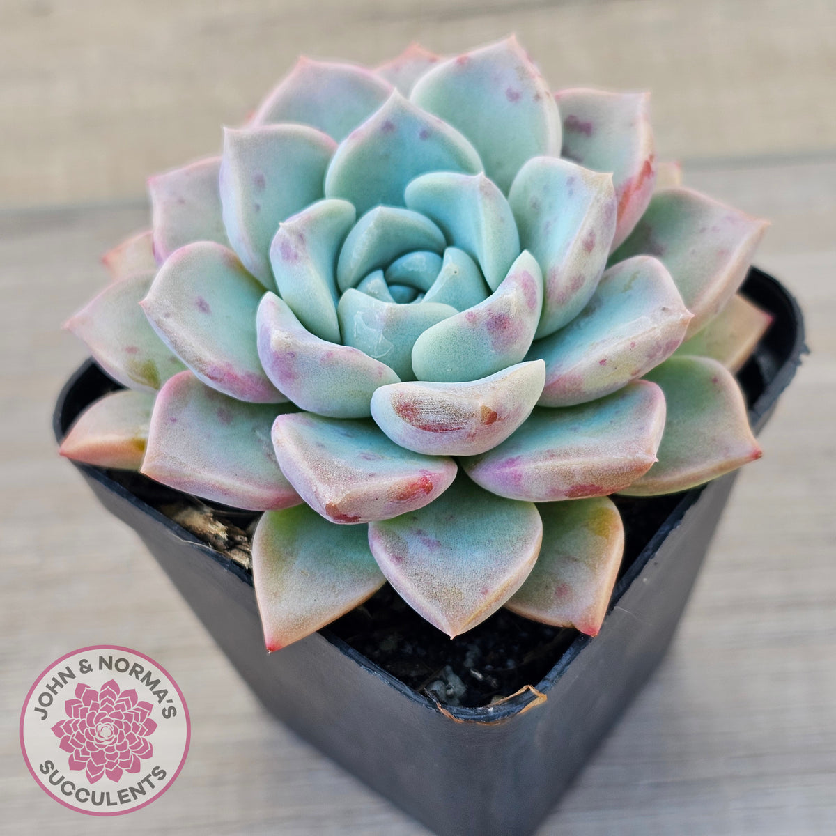 Echeveria 'Pink Star'