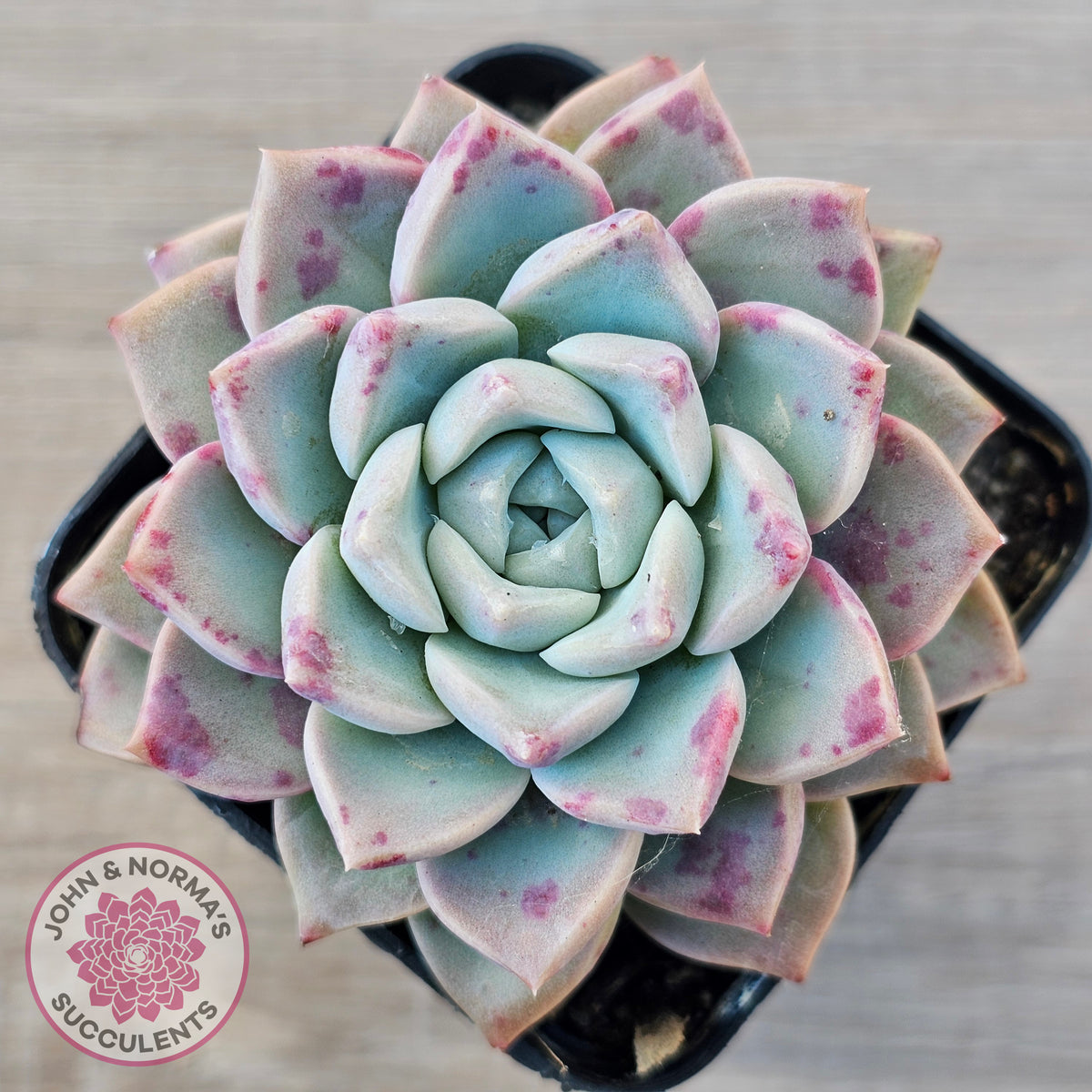 Echeveria 'Pink Star'
